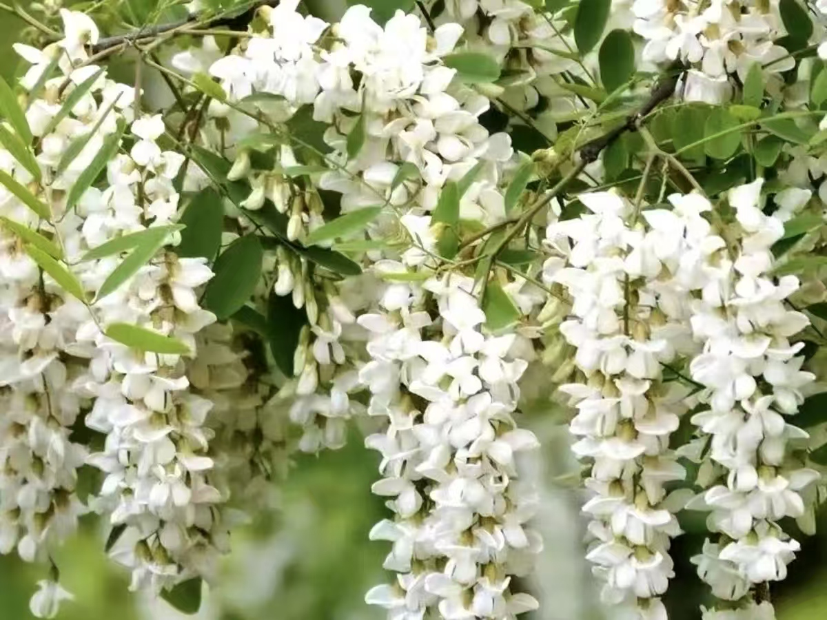 251745545783784206.png 圖片8.png